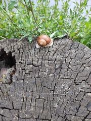 Helix pomatia