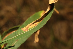 Mompha raschkiella