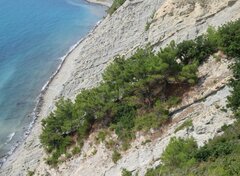 Pinus brutia pityusa