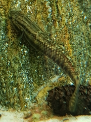 Stiphodon