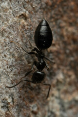 Technomyrmex sophiae