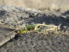 Empusa
