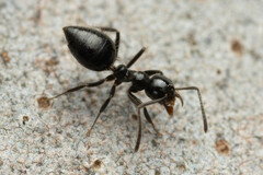 Technomyrmex sophiae