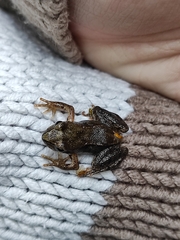 Rana temporaria