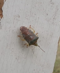 Acanthosoma denticaudum
