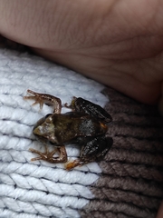 Rana temporaria