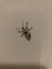 Otiorhynchus singularis