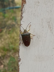 Acanthosoma denticaudum