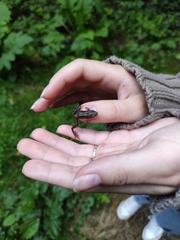 Rana temporaria