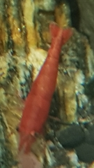 Neocaridina