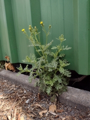 Senecio viscosus