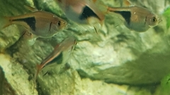 Trigonostigma heteromorpha