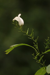 Strobilanthes helicta