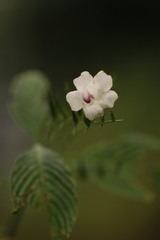 Strobilanthes helicta