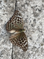 Argynnis paphia