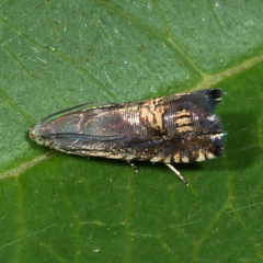 Grapholita angleseana