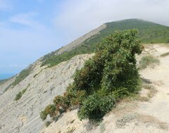 Pistacia atlantica mutica