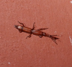 Trachelizini