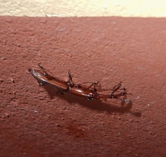 Trachelizini