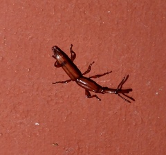 Trachelizini