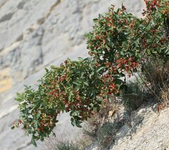 Pistacia atlantica mutica