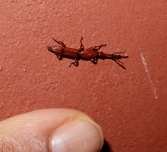 Trachelizini