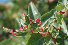 Pistacia atlantica mutica