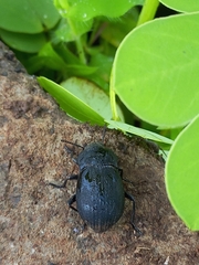 Platynotus punctatipennis