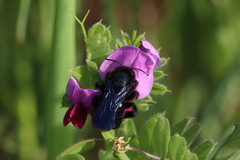 Xylocopa iris