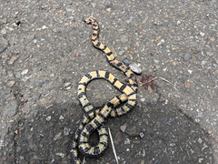 Sinomicrurus sauteri