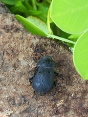 Platynotus punctatipennis