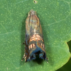 Grapholita angleseana