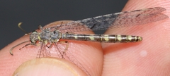 Neuroleon egenus