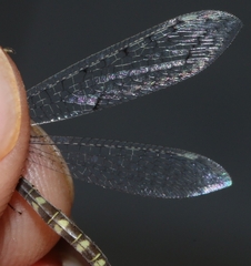 Neuroleon egenus