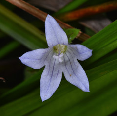 Campanula californica