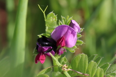 Xylocopa iris