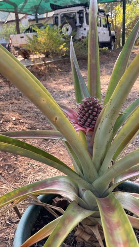 pineapple