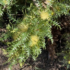 Banksia armata