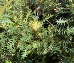 Banksia armata