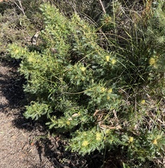 Banksia armata