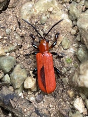 Promecotheca cyanipes