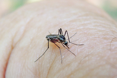 Aedes triseriatus