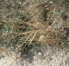 Matthiola odoratissima