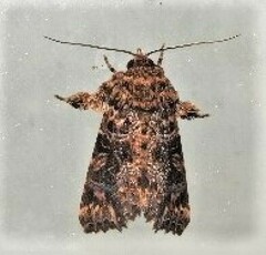 Callopistria rivularis