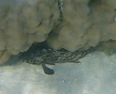 Epinephelus quoyanus