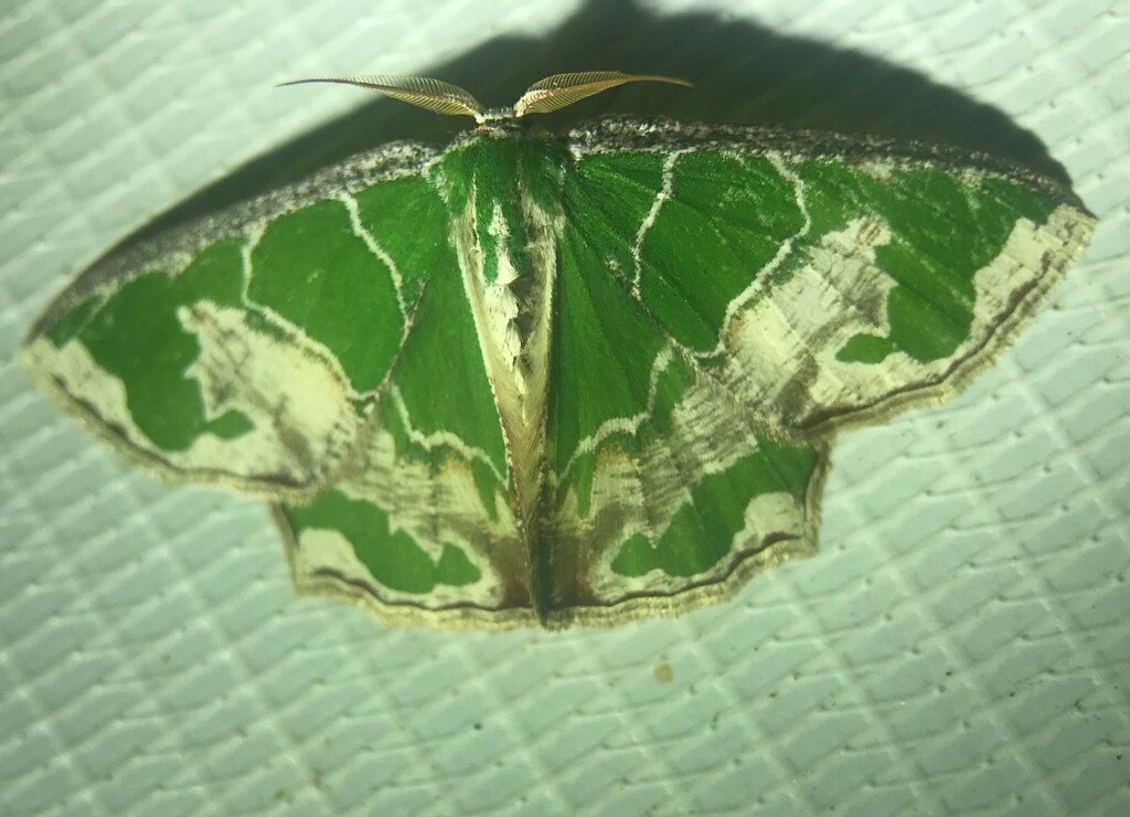 Archichlora marginata