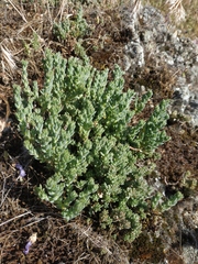 Sedum urvillei