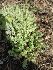Sedum urvillei