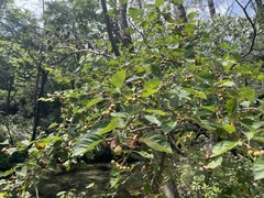 Crataegus kansuensis