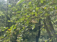 Crataegus kansuensis